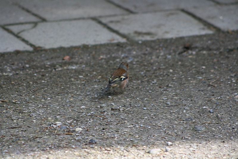 IMG_0712.jpg