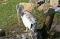 IMG_0696