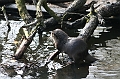 IMG_0733