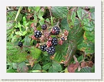 IMG_0595 * 2816 x 2112 * (2.0MB)