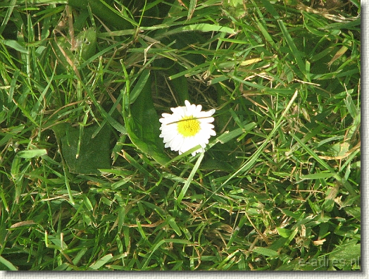 Volgende foto