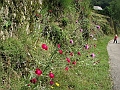 IMG_4370