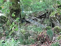 IMG_4385